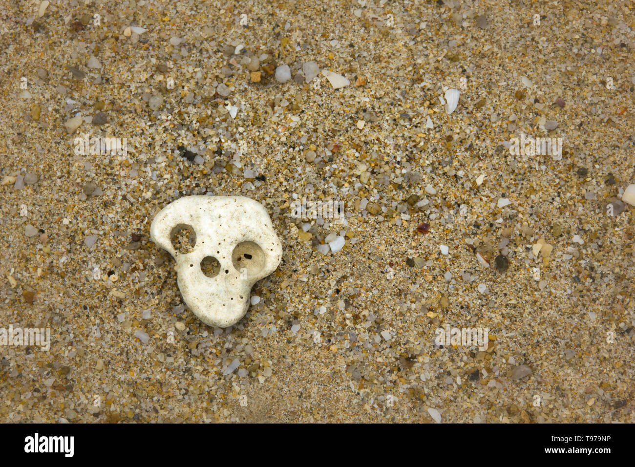 Schädel - Doppelgänger Shell in Sand, Khao Lak Stockfoto