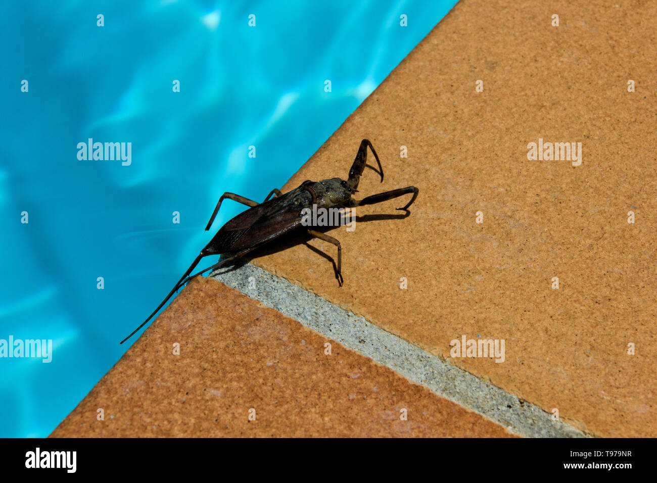 Kakerlake am Rand des Swimming-pool; Nahaufnahme Stockfoto