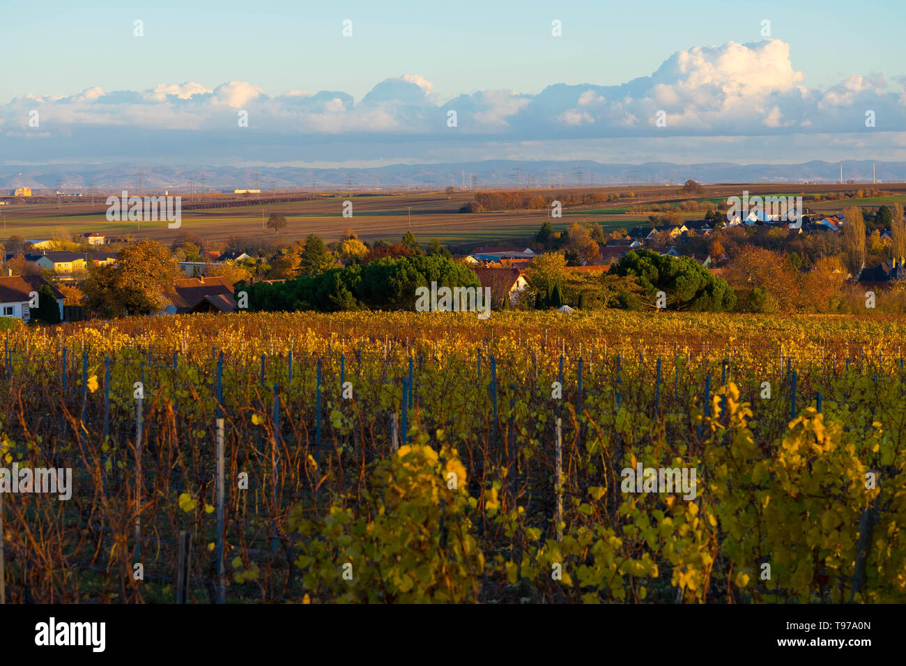 Blick über Weinberge im Herbst, Rhinehesse, Rheinland-Pfalz, Deutschland Stockfoto