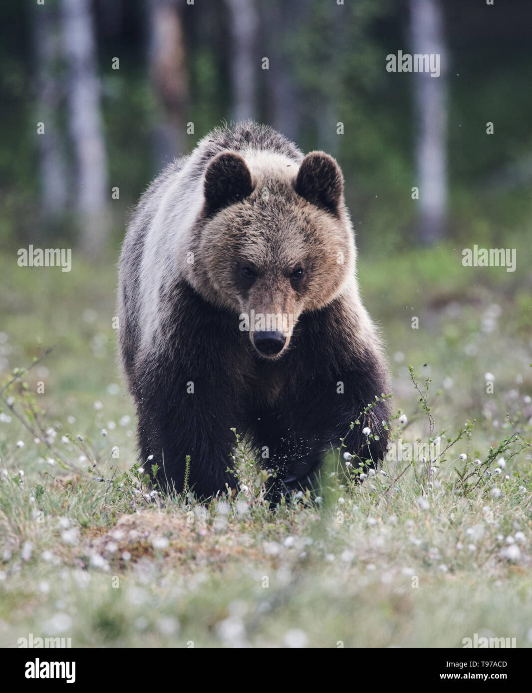 Schöne braune Bär in der finnidh Taiga im späten Frühjahr fotografiert (matt) Stockfoto