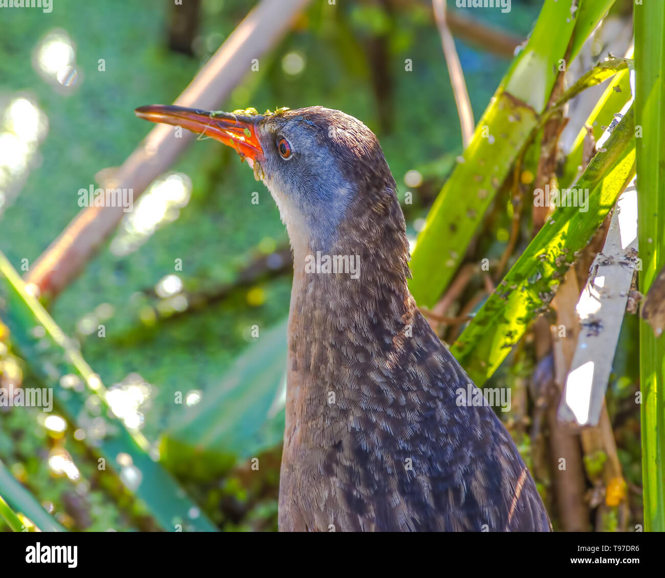 Virginia Rail Portrait im Sommer auf der Aue von den Minnesota River in der Nähe von Minneapolis, Minnesota genommen - in der Minnesota Valley National Wil Stockfoto