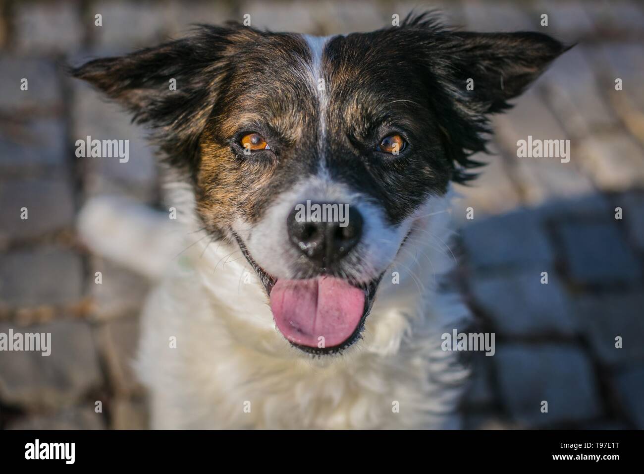Nahaufnahme, Porträt einer weißen und braunen gemischte Rasse Hund sitzen auf Kopfsteinpflaster suchen glücklich, offenen Mund, rosa Zunge heraus, sonnigen Tag. Stockfoto