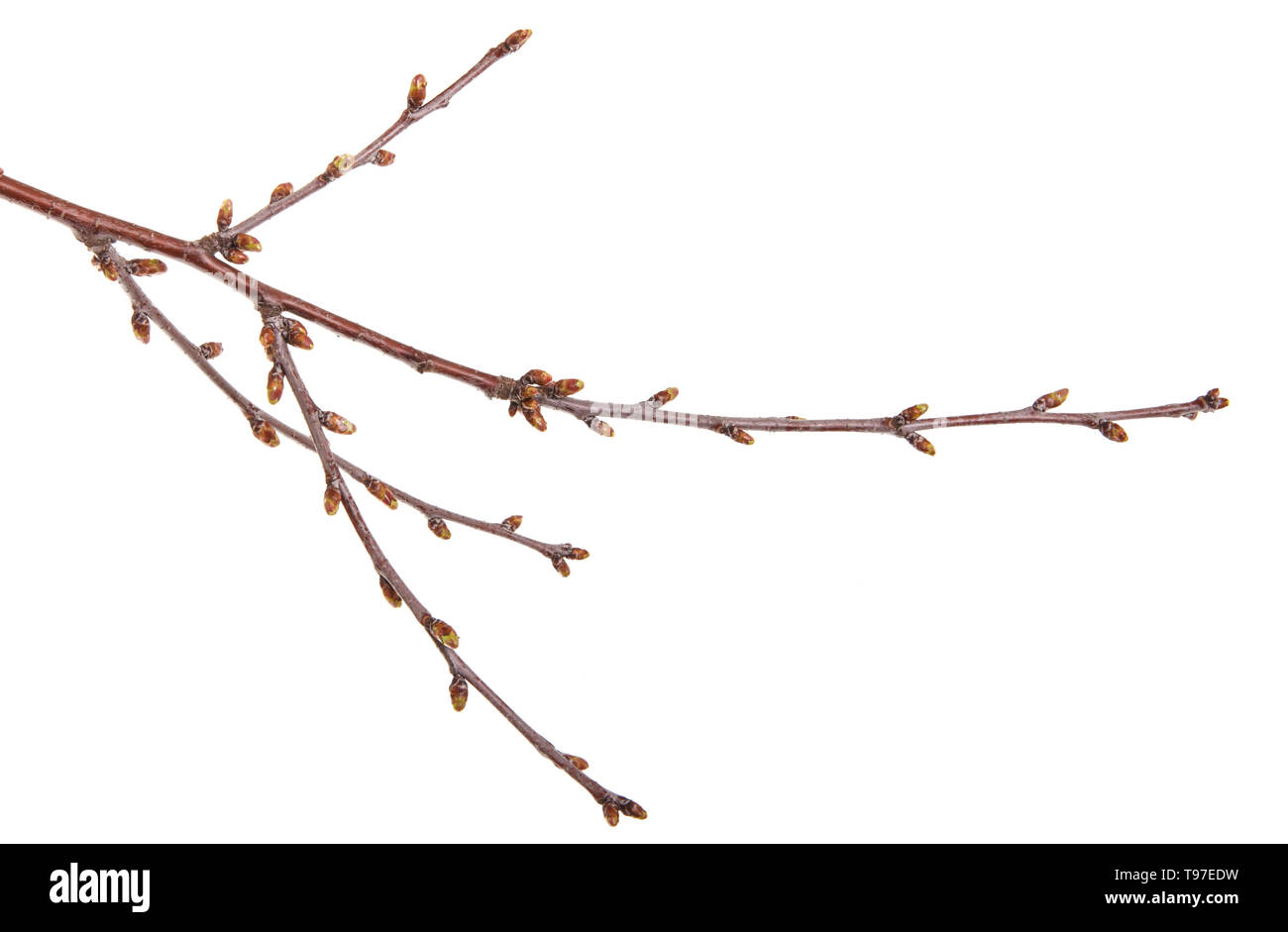 Geschwollene grüne Knospen an einem Zweig von cherry tree Stockfoto