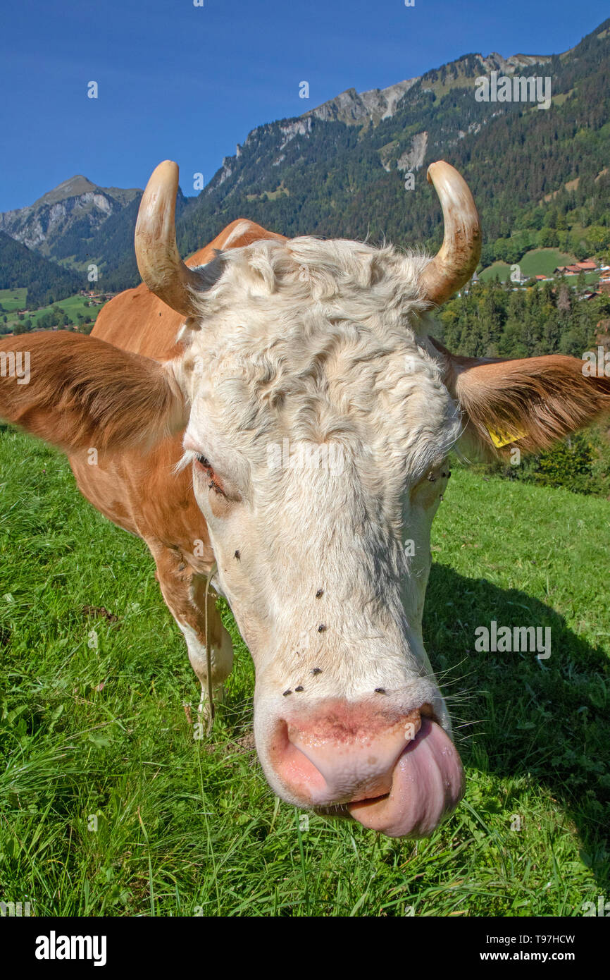 Kuh im Simmental Stockfoto