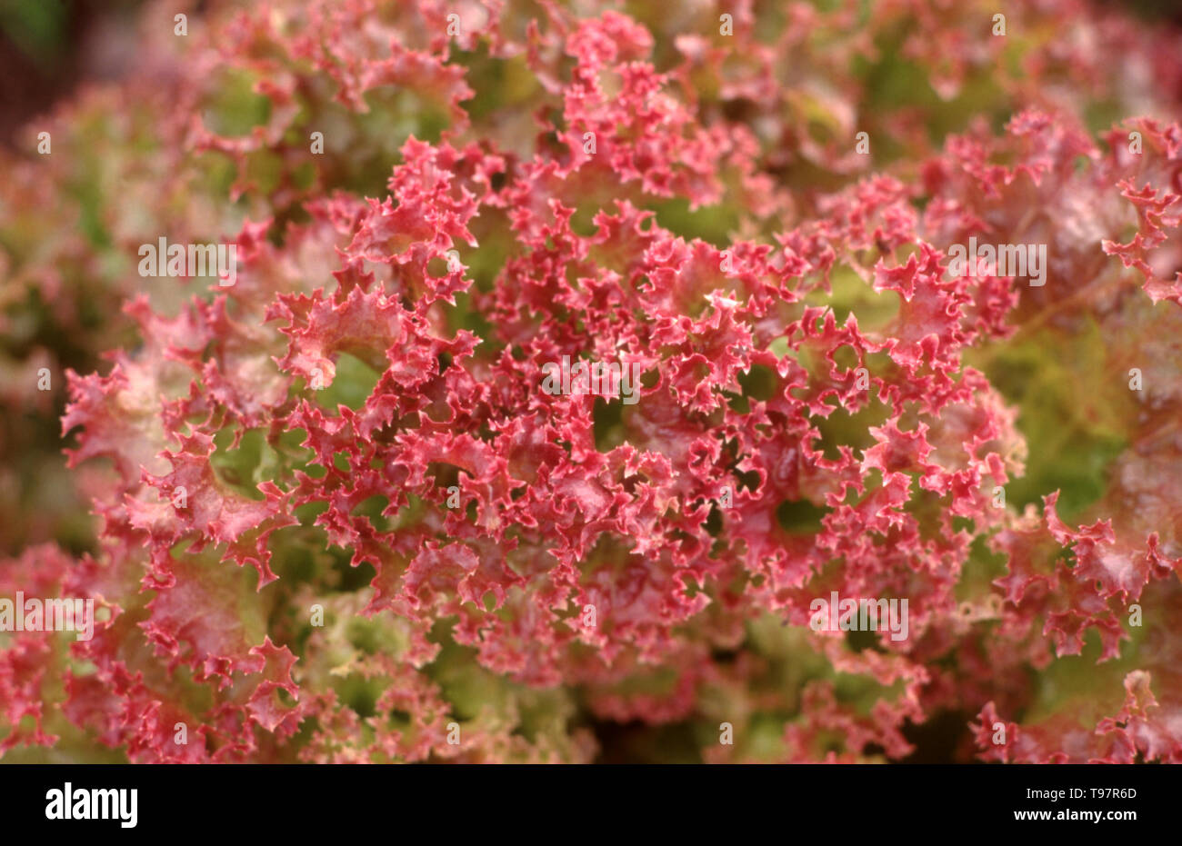 NAHE AUFNAHME DER GEFRANSTEN RÄNDER DES BLATTSALATS 'RED CORAL', AUCH BEKANNT ALS LOLLO ROSSA ODER ROSSO. Stockfoto