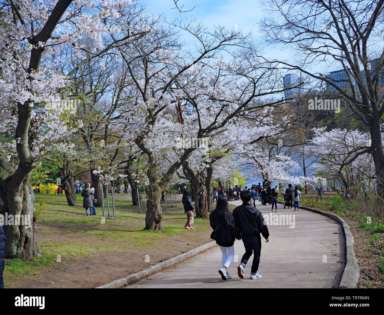 TORONTO - Mai 2019: Toronto hat die japanische Brauch der Kirschblüte anzeigen angenommen, mit einem großen Cluster von Bäumen in den Lakeside High Park. Stockfoto