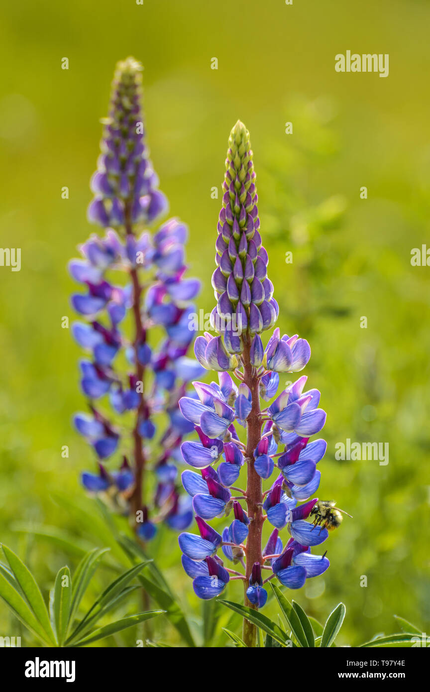 Lila Blumen, Lupine Lupinus arcticus und Bumble Bee, Bombus spp backit von warmen dunstig Frühling Sonnenlicht. Stockfoto