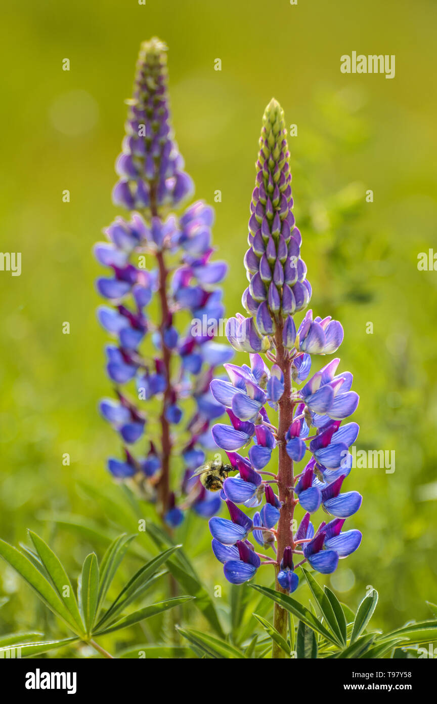 Lila Blumen, Lupine Lupinus arcticus und Bumble Bee, Bombus spp backit von warmen dunstig Frühling Sonnenlicht. Stockfoto