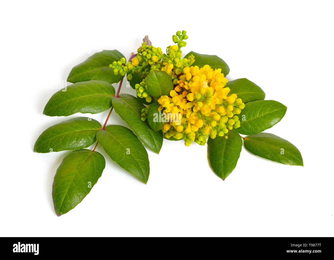 Blühende Zweig Mahonia isoliert auf weißem Hintergrund Stockfoto