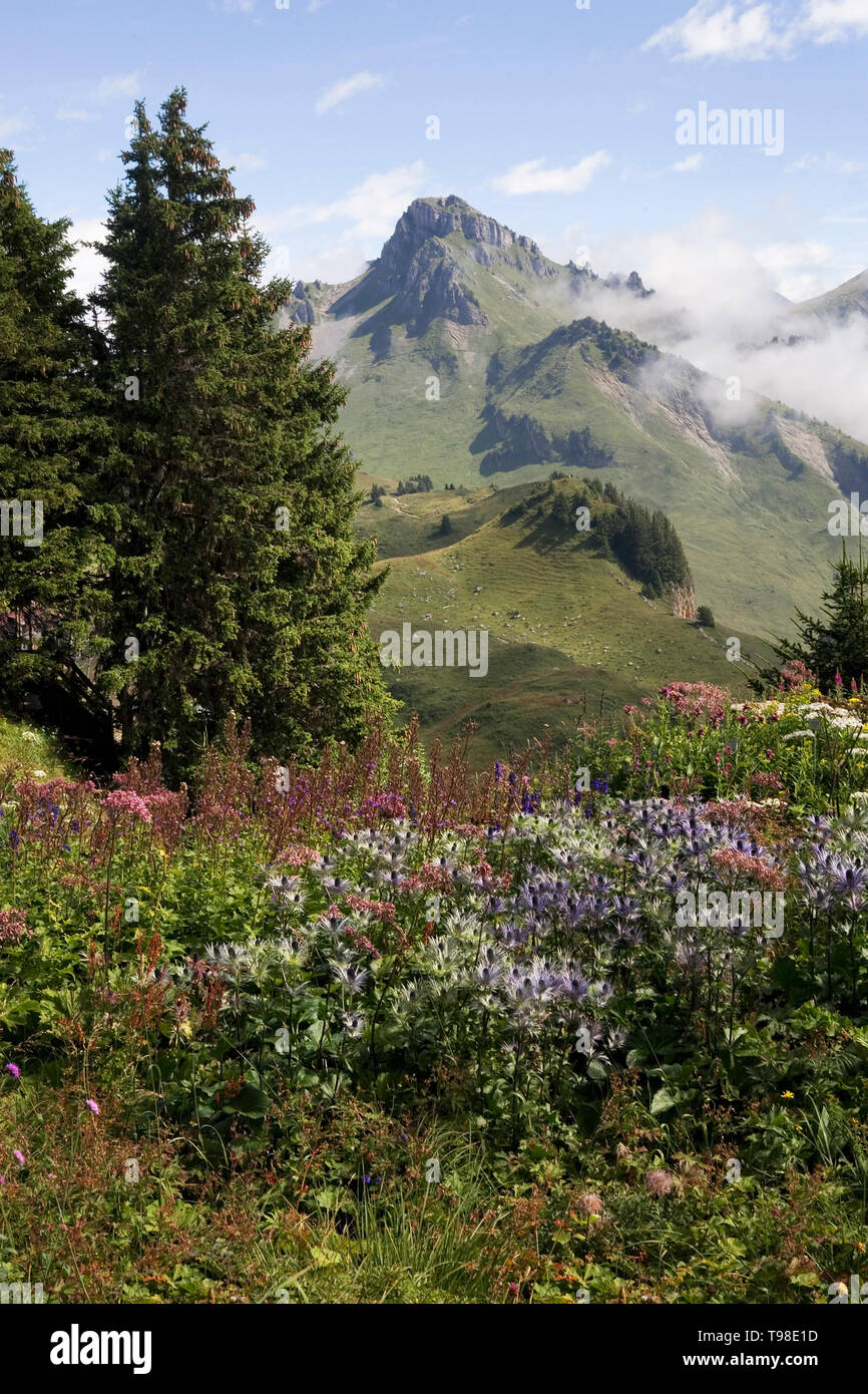 Botanischer Alpengarten, Schynige Platte, mit dem Höhepunkt der Loucherhorn in der Ferne und einer Masse von wilden Blumen im Vordergrund, Schweiz Stockfoto