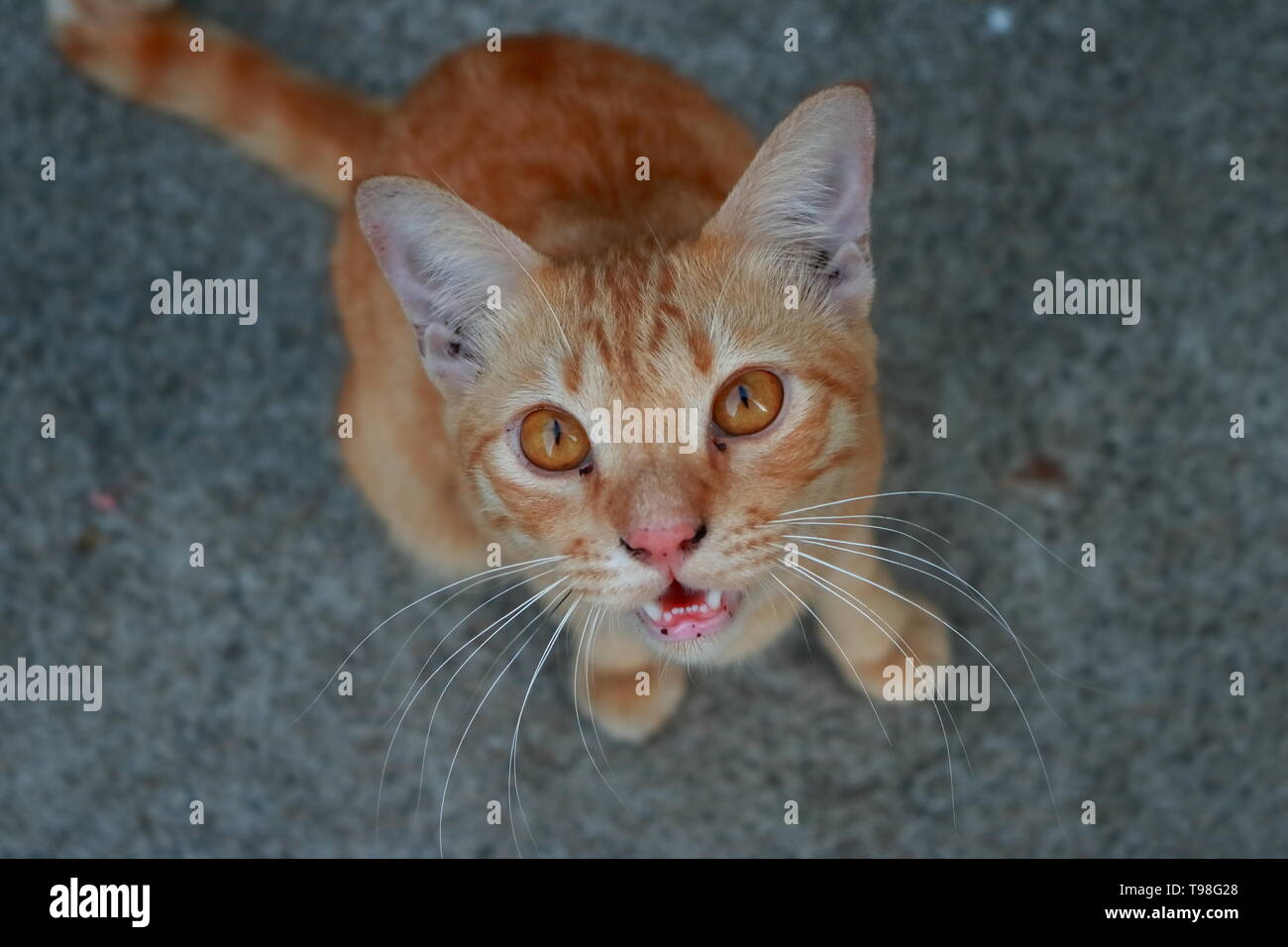 Nahaufnahme der süße Katze öffnen den Mund Stockfoto