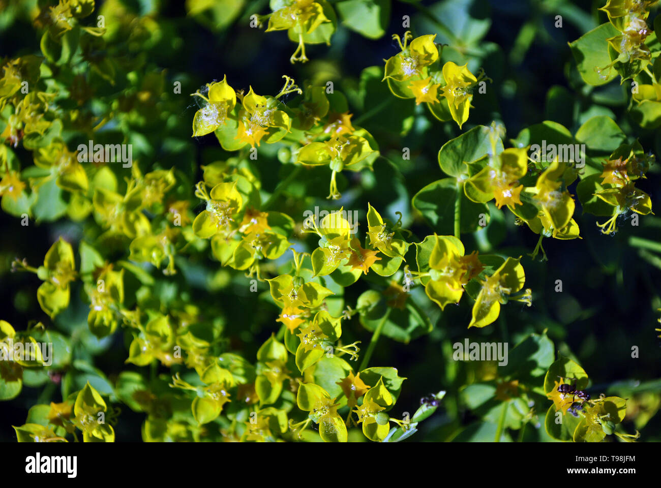 Euphorbia esula (grün oder grünen Wolfsmilch) Blühende Blumen Nahaufnahme Makro Detail, organische Textur Hintergrund der Blüte Stockfoto