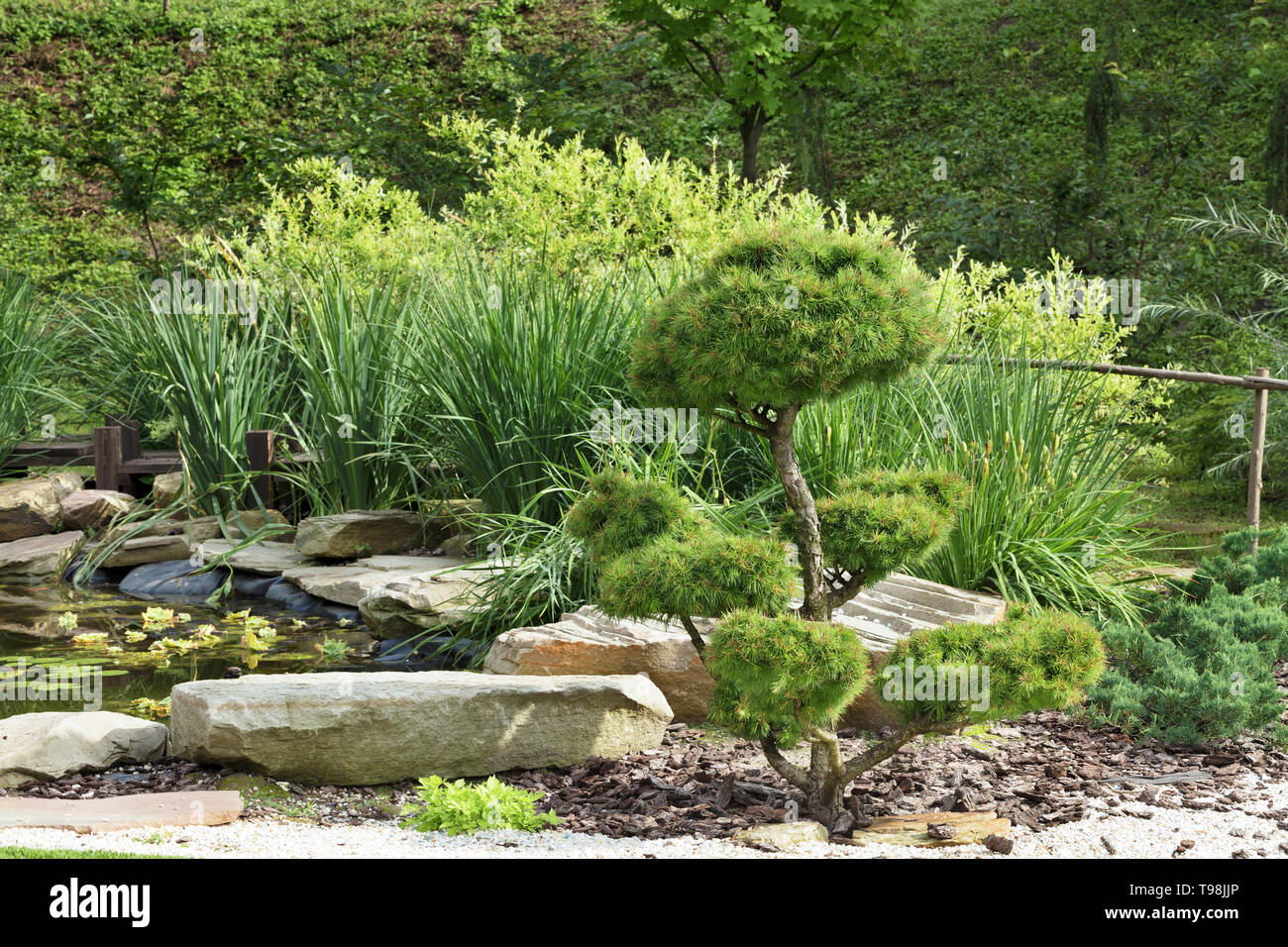 Schner Garten, Bonsai Bume, Pinien in einem traditionellen japanischen  Steingarten Stockfotografie - Alamy