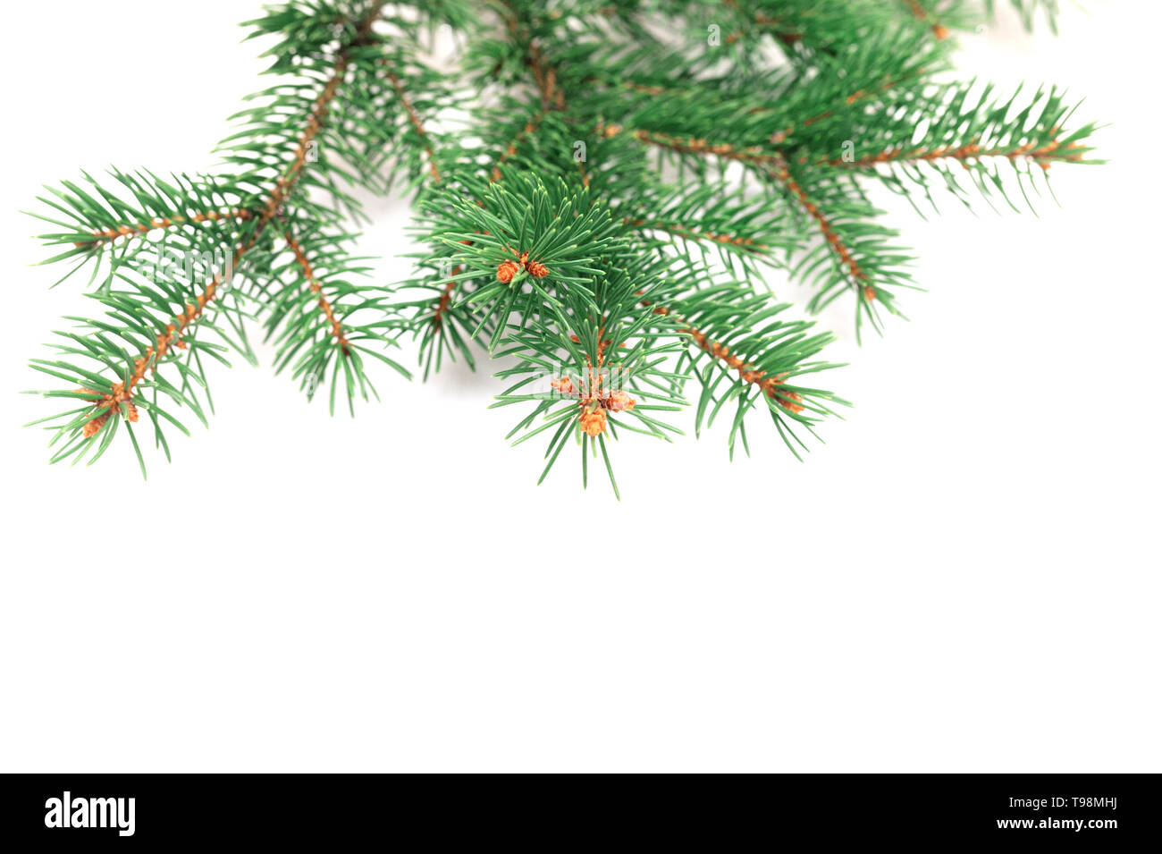 X-mas Fir Tree Branch auf weißem Hintergrund. Kiefer Zweig. Weihnachten Hintergrund Stockfoto