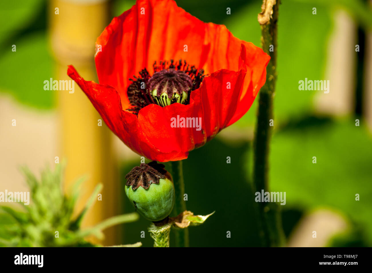 Roter Mohn mit unscharfen Hintergrund Stockfoto