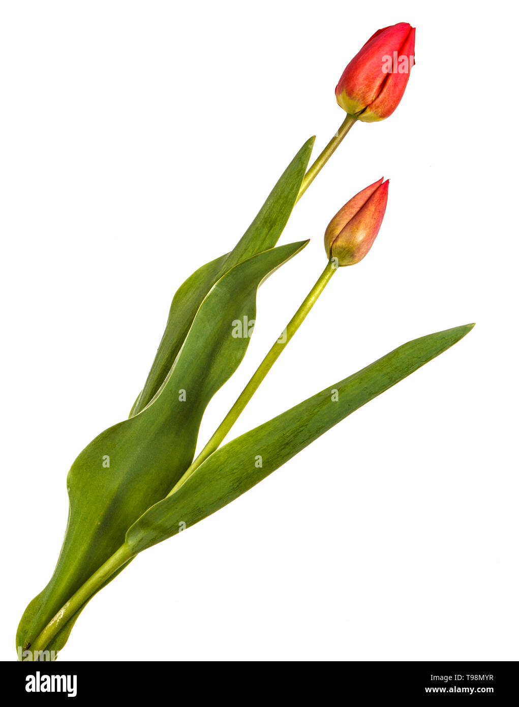 Bouquet von roten Tulpen. Auf weissem Hintergrund Stockfoto