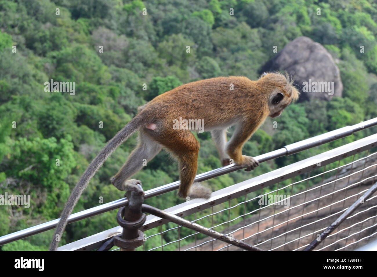 Kostenlose Affen von Sigiriya Stockfoto