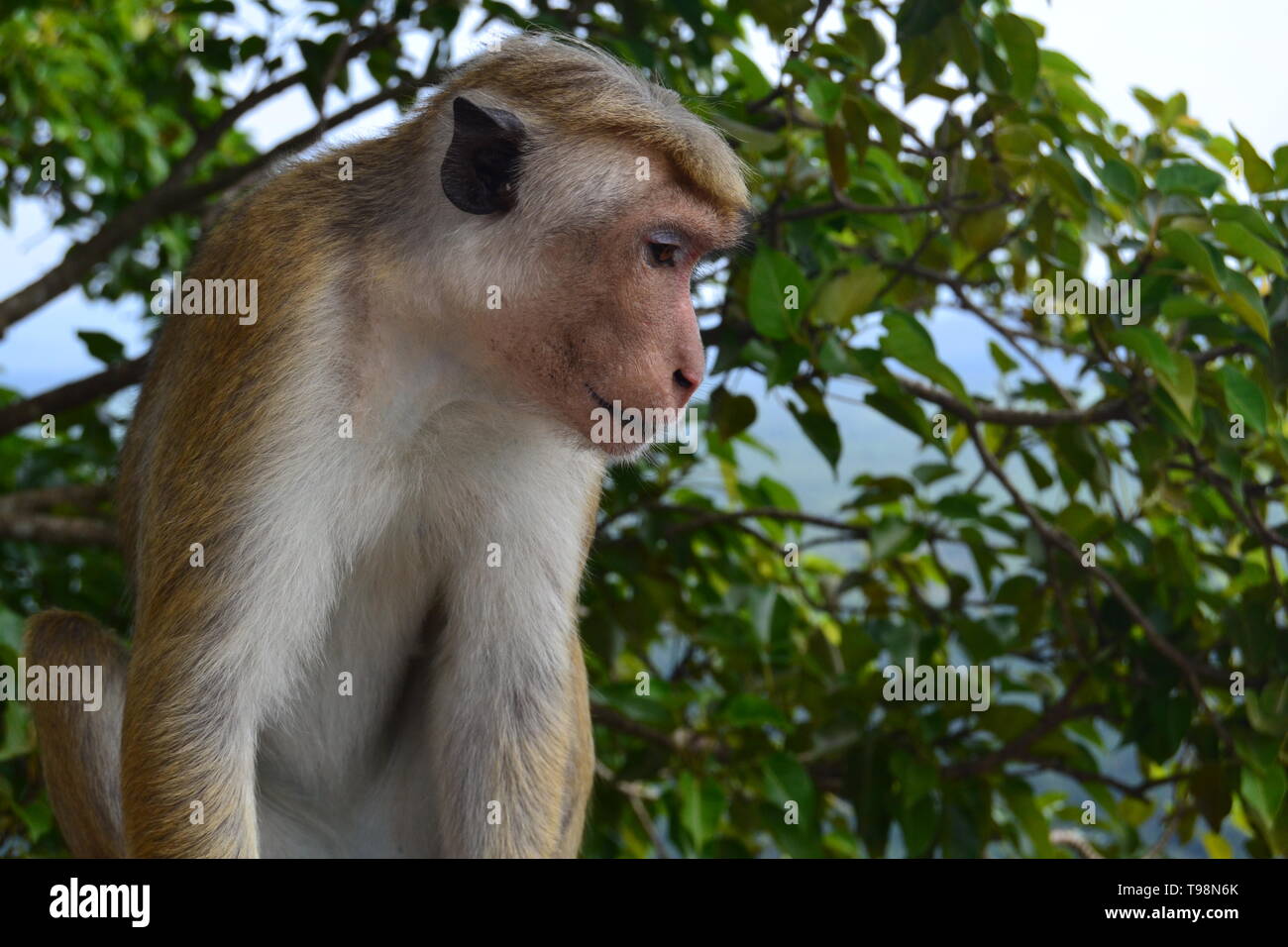 Kostenlose Affen von Sigiriya Stockfoto