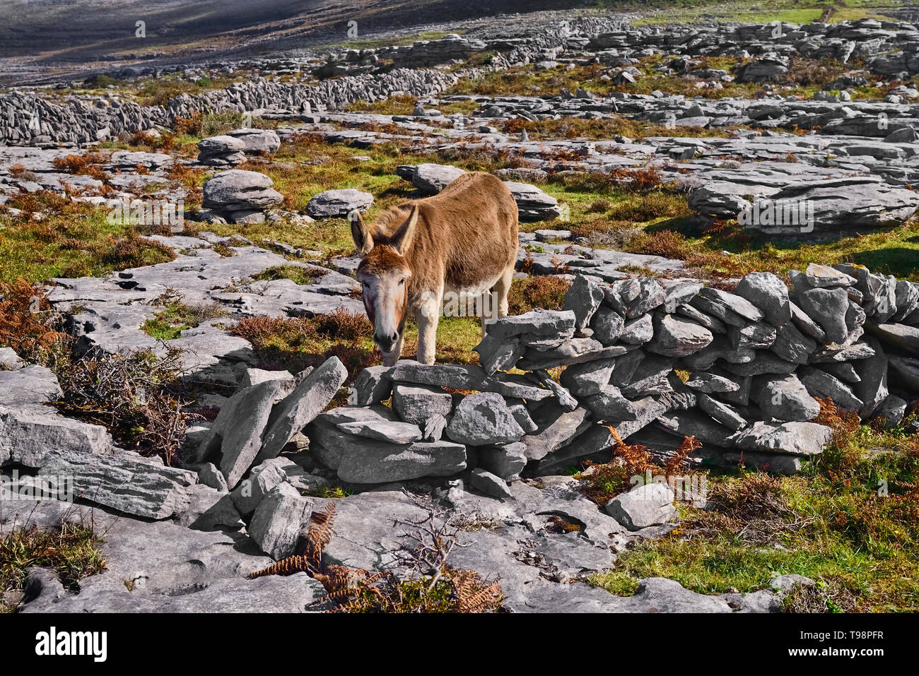 Irland, County Clare Burren, Esel grasen inmitten typisch felsigen Gelände mit Trockenmauer hinter sich. Stockfoto