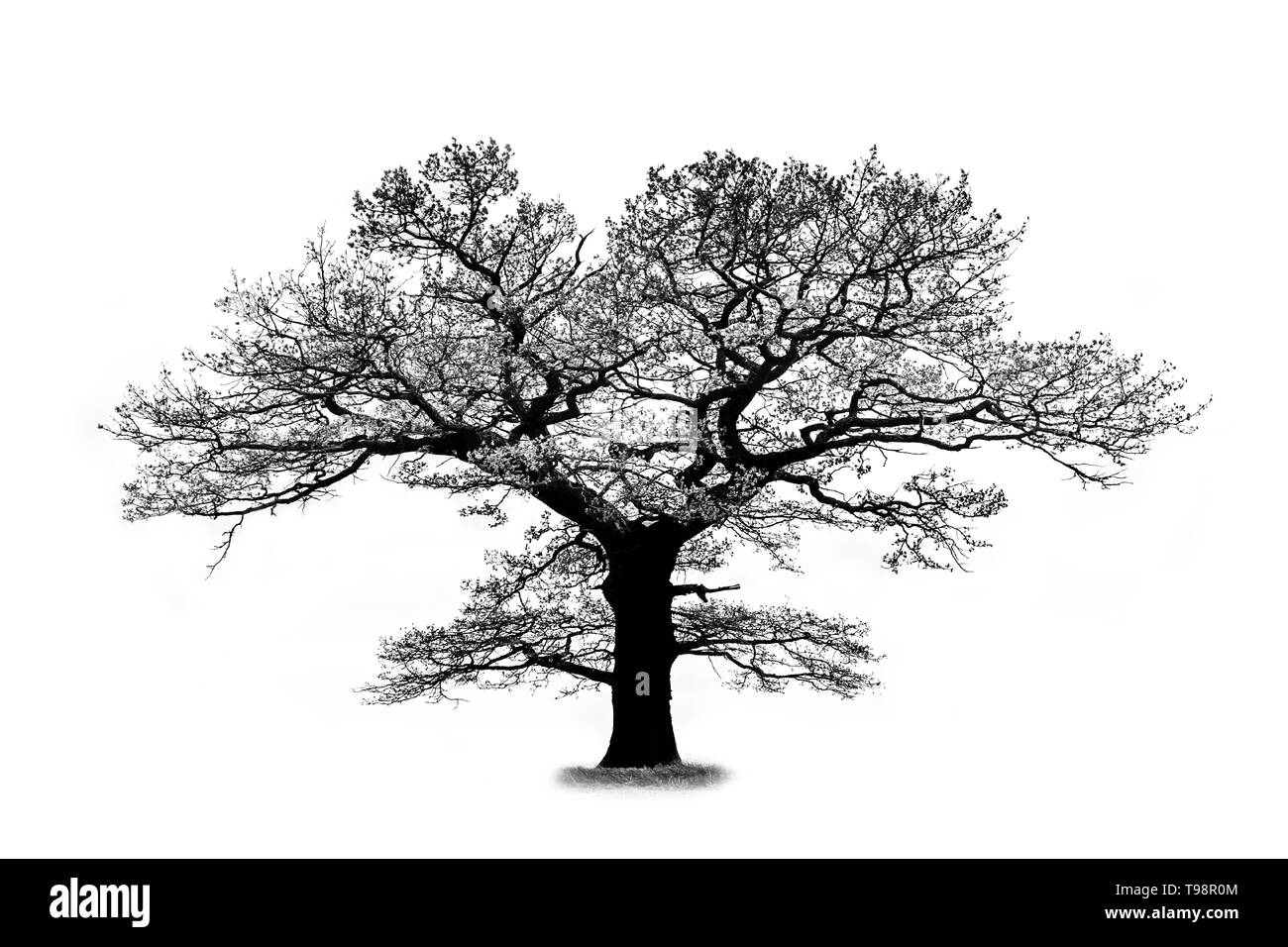 Eiche Baum Silhouette auf weißem Hintergrund mit einem schönen gebogenen Zweige isoliert, das aussieht wie eine Lunge Stockfoto