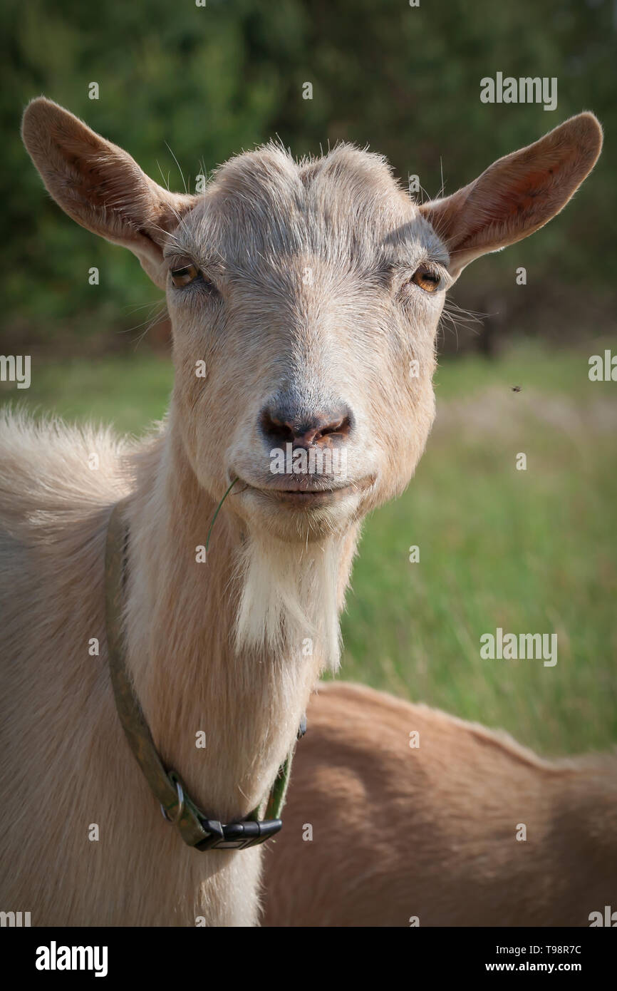 Sehr schöne Ziege portrait Stockfoto