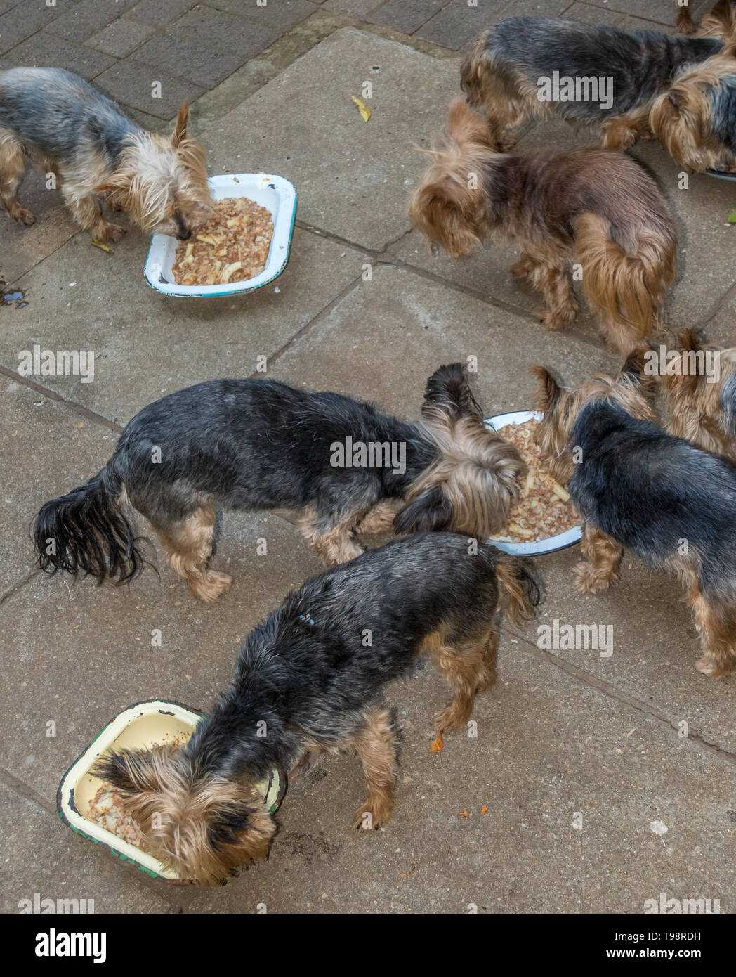 Streunende und ausgesetzten Hunden in einem Tierheim Futtermittel Stockfoto