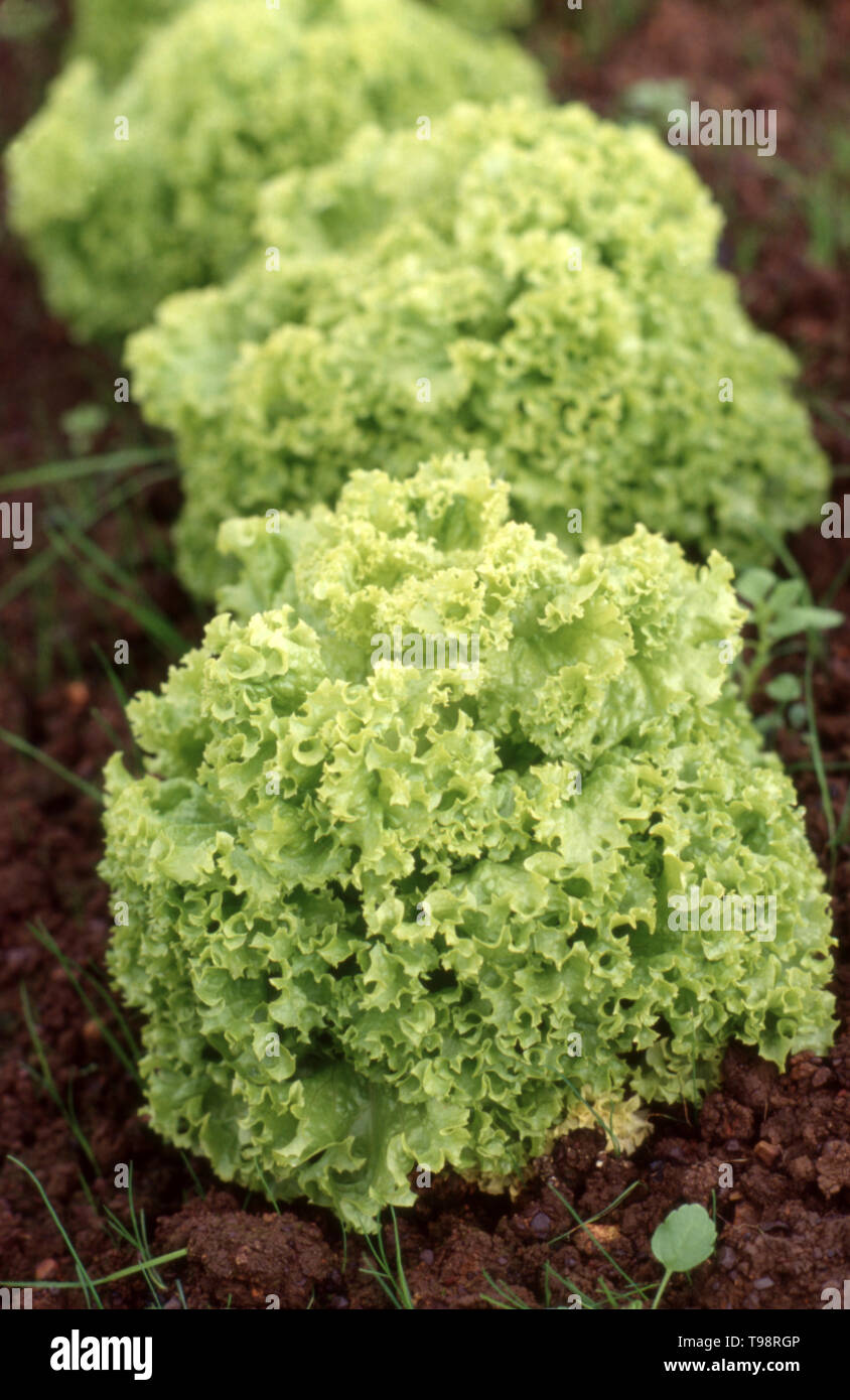 'GREEN OAK' BLATTSALATE (LACTUCA SATIVA) AUCH GENANNT SCHNITT-SALATE, DIE IN BODEN WACHSEN. AUSTRALIEN. Stockfoto