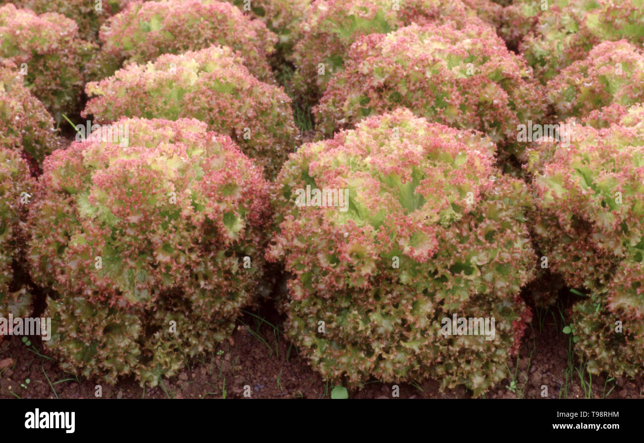 REIHEN VON 'ROTEN KORALLEN'-SALATEN WACHSEND (LACTUCA SATIVA) AUCH BEKANNT ALS ROTBLATT- ODER KRUPPELSALATE. Stockfoto