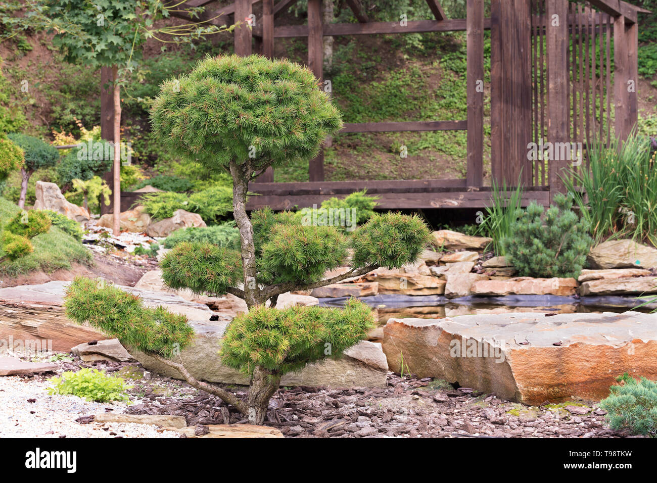 Garten Bonsai Stockfotos und bilder Kaufen Alamy