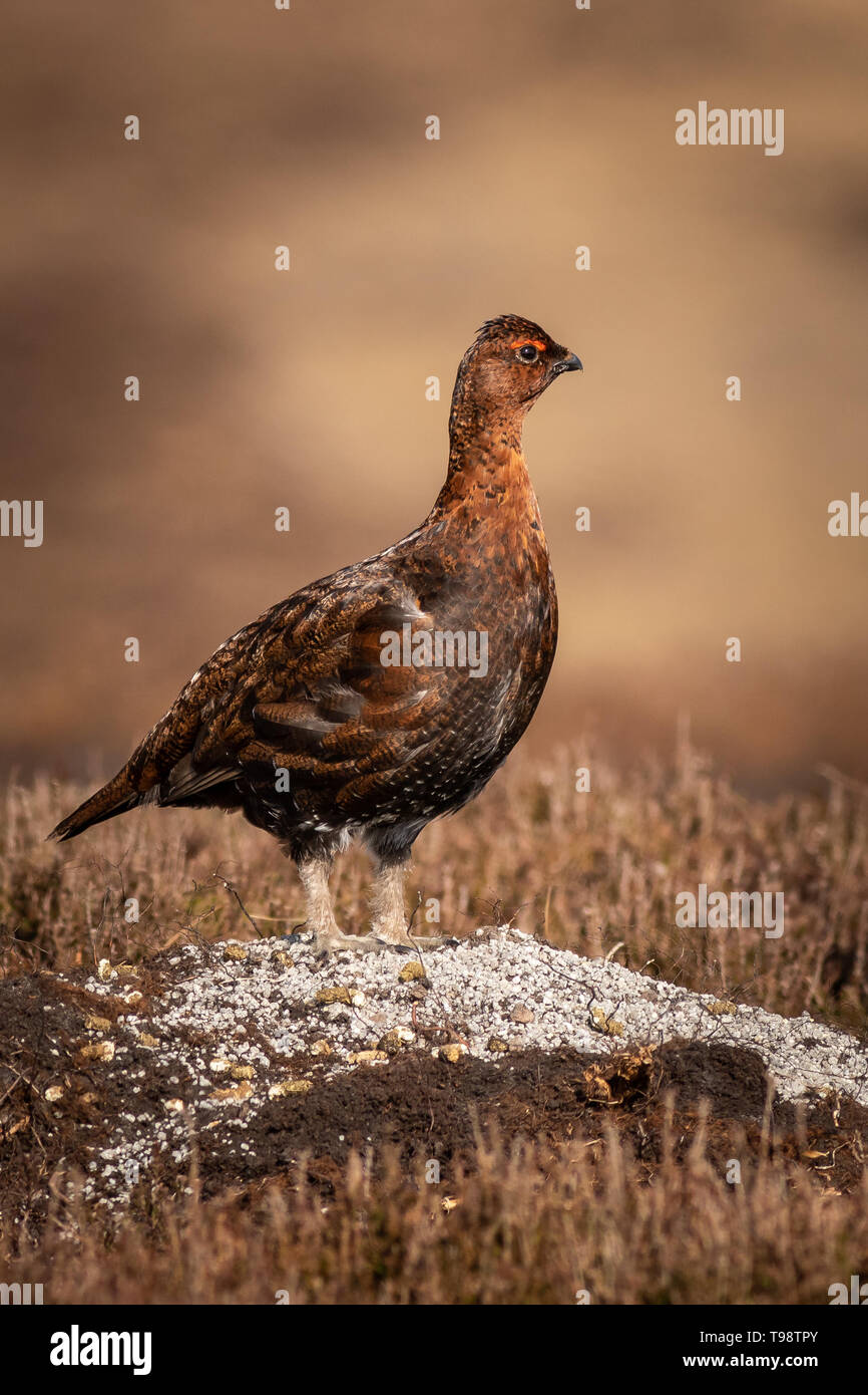 Moorschneehuhn (Lagopus lagopus) hoch auf einem Felsen Stockfoto