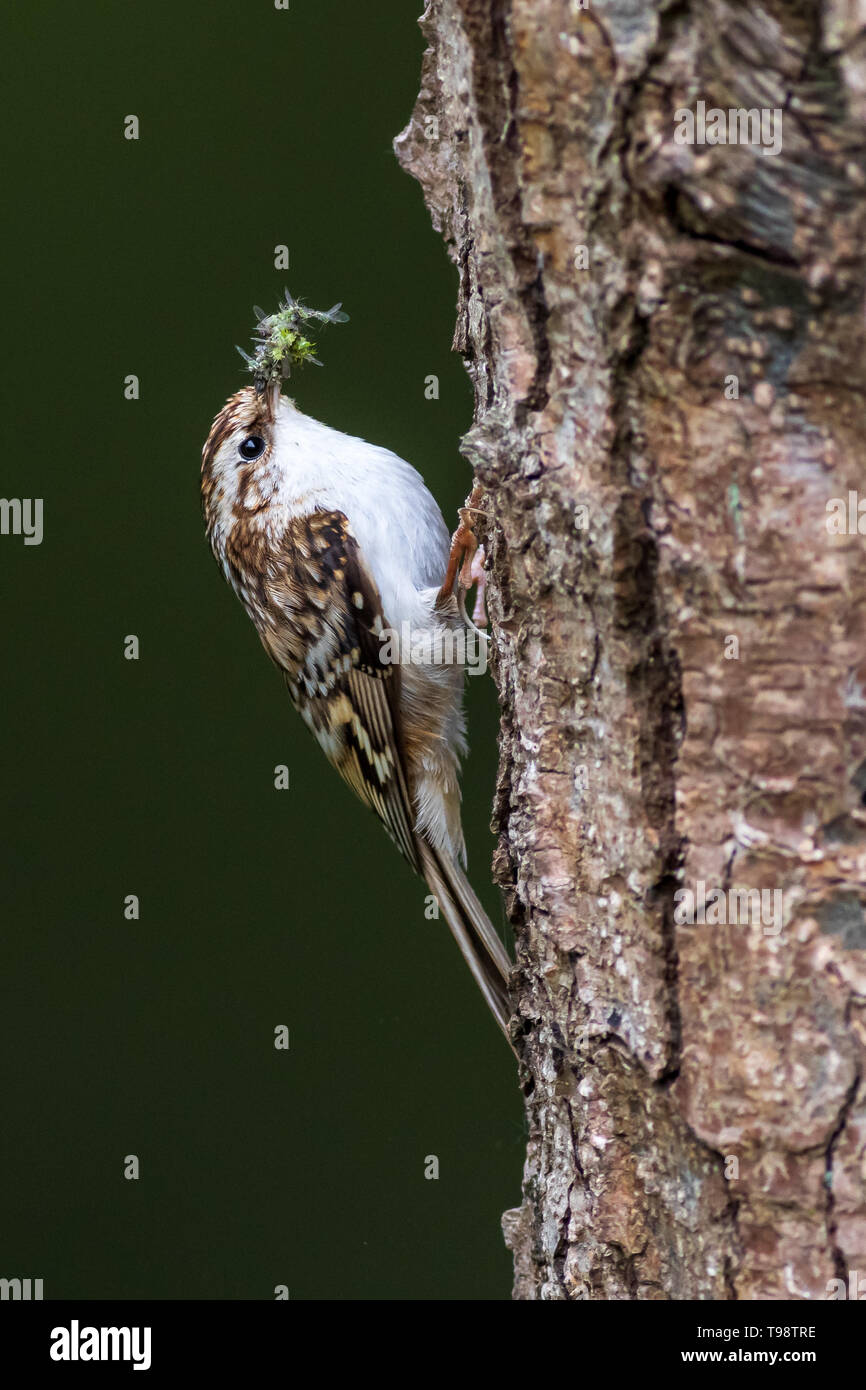 Treecreeper (Certhia familiaris) auf einem Baum gehockt Stockfoto
