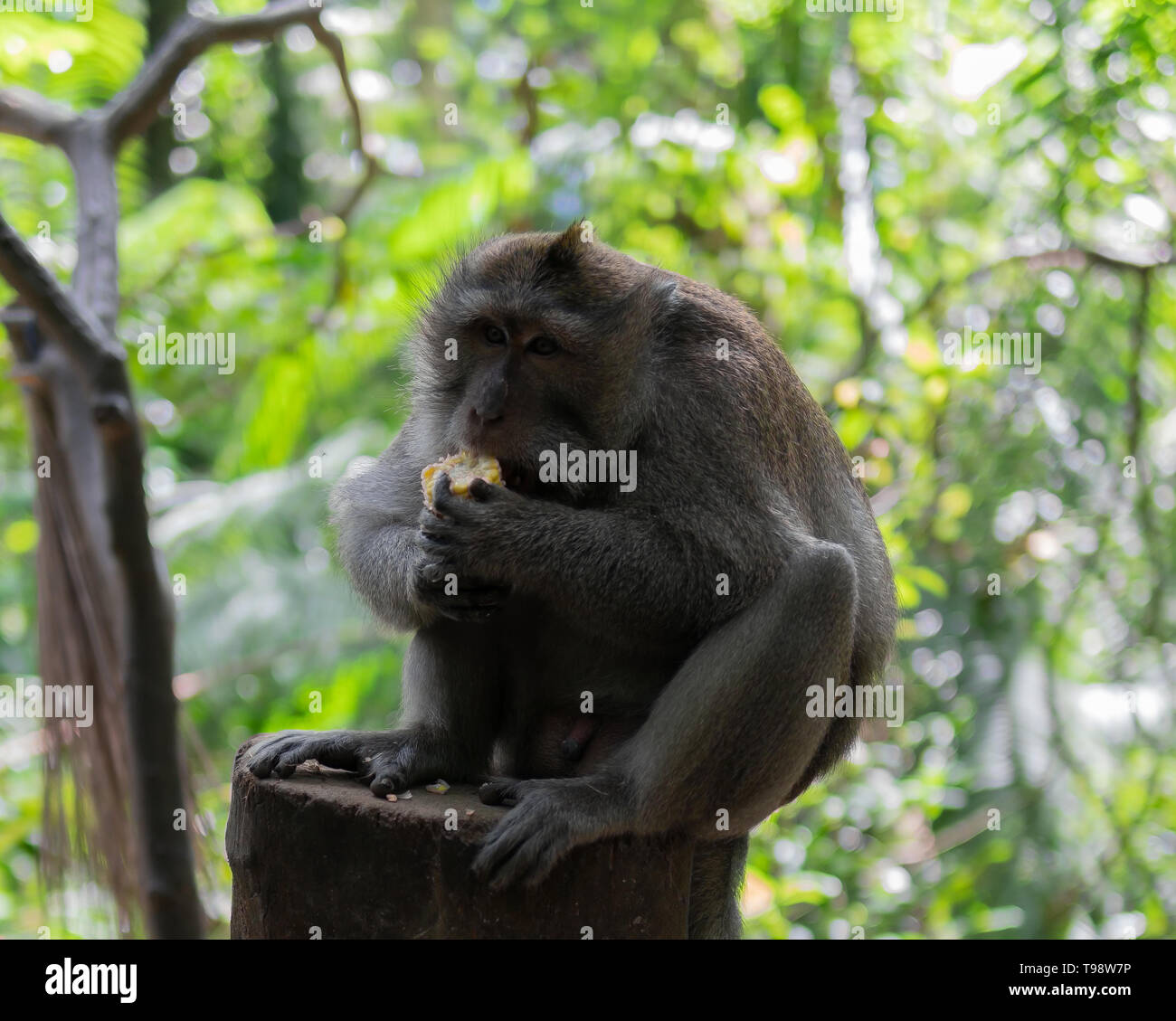 Nach Affe sitzt auf einem Baumstamm Essen Mais. Monkey Forest, Ubud, Bali, Indonesien. Stockfoto