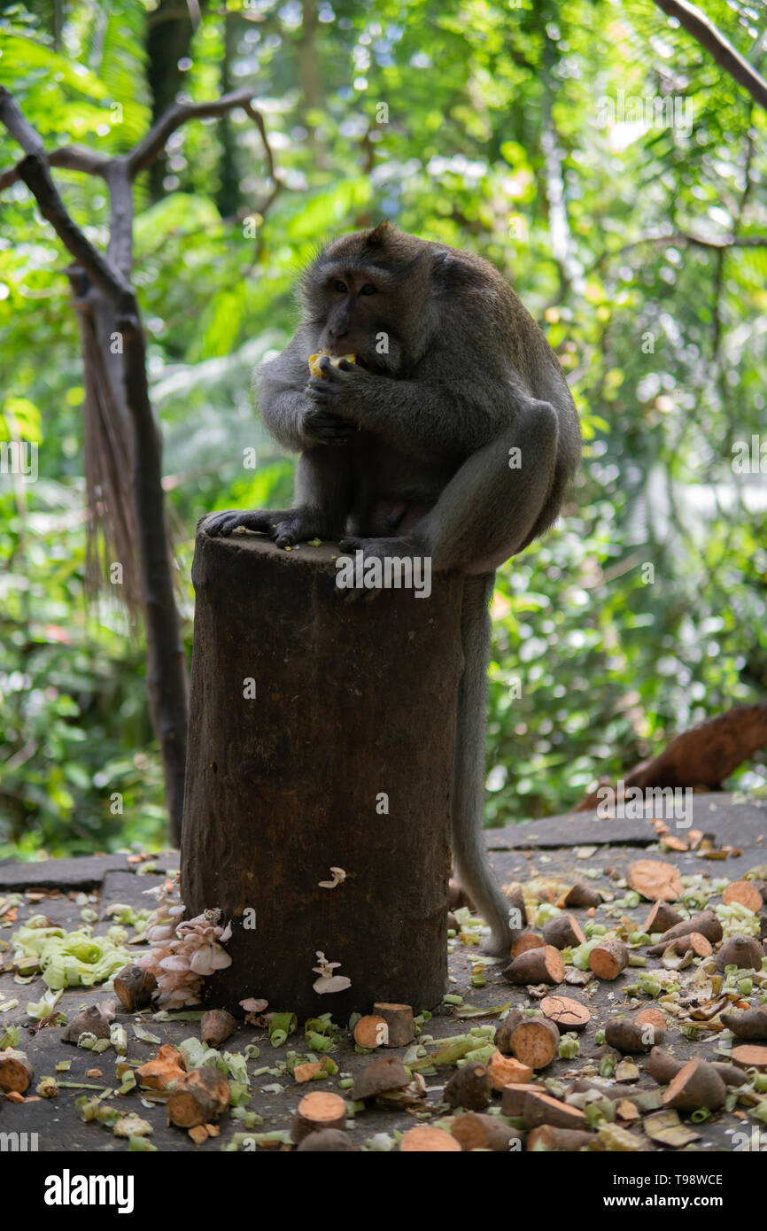 Nach Affe sitzt auf einem Baumstamm Essen Mais. Monkey Forest, Ubud, Bali, Indonesien. Stockfoto