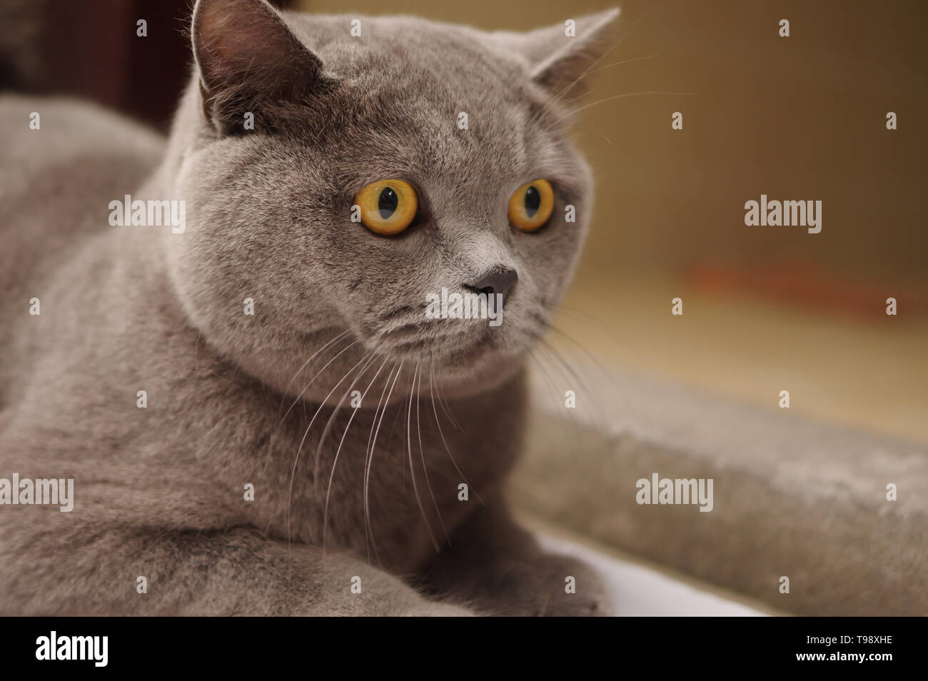 Grau Britisch Kurzhaar Katze Mit Gelben Augen Stockfoto