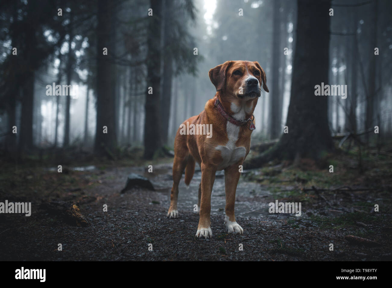 Hund Labrador Schweizer Sennenhund Mischling im Roten Moor, Rhön, Deutschland Stockfoto