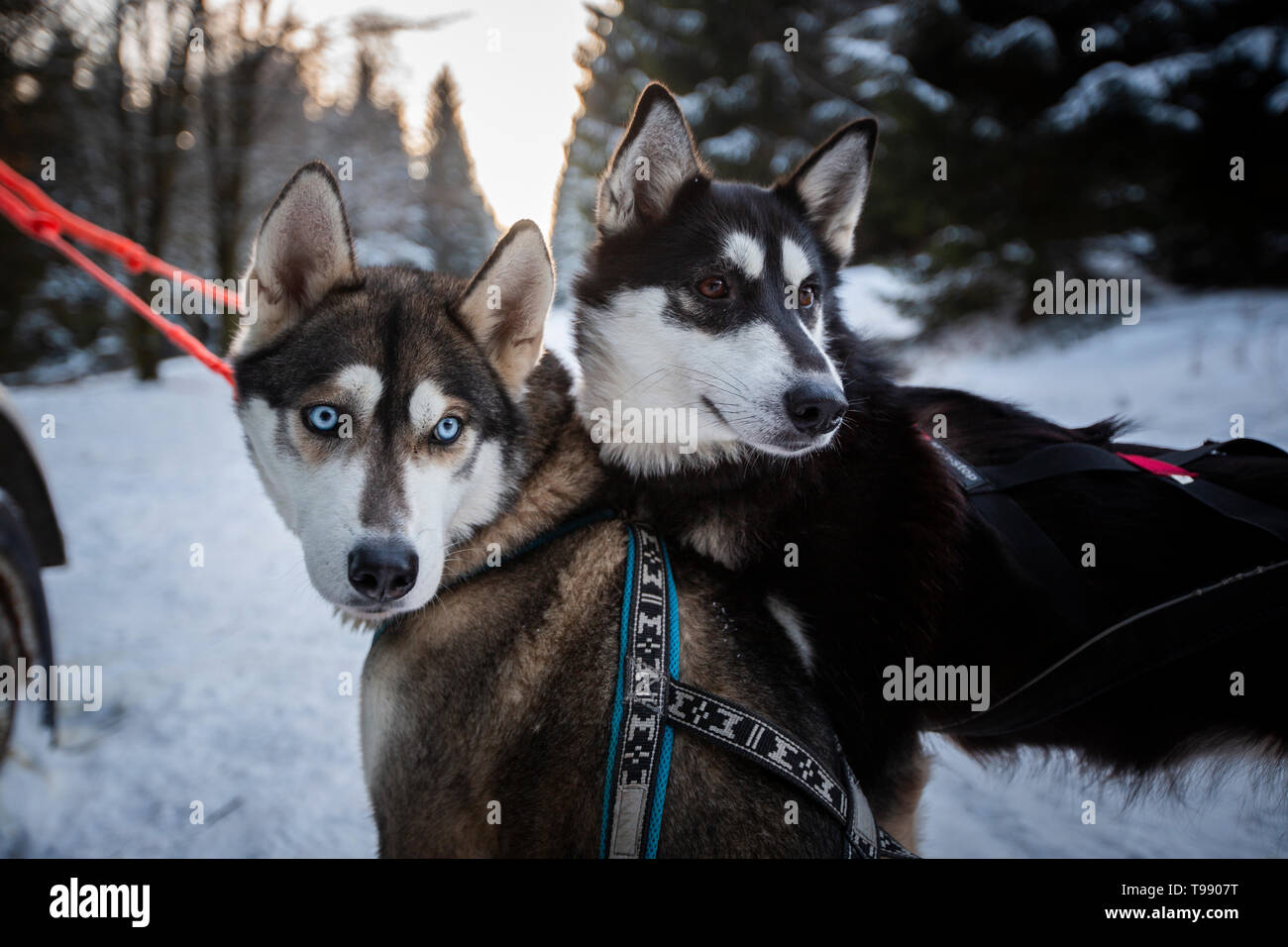 Husky Schlittenhunde tour, Thüringer Wald, Deutschland Stockfoto