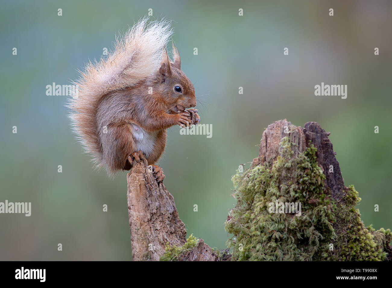 Ein Profil Portrait von einem roten Eichhörnchen mit seinem buschigen Schwanz sitzt auf einem Baumstumpf. Essen ein Haselnuss mit einem natürlichen unscharf Hintergrund Stockfoto