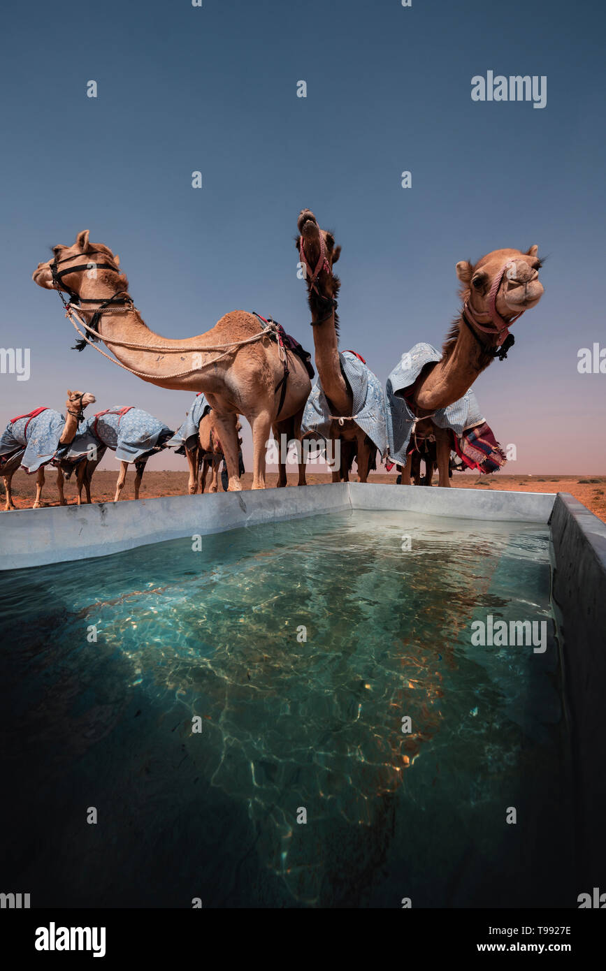 Trinken Kamele nach einem Kamelrennen, Saudi-Arabien Stockfoto