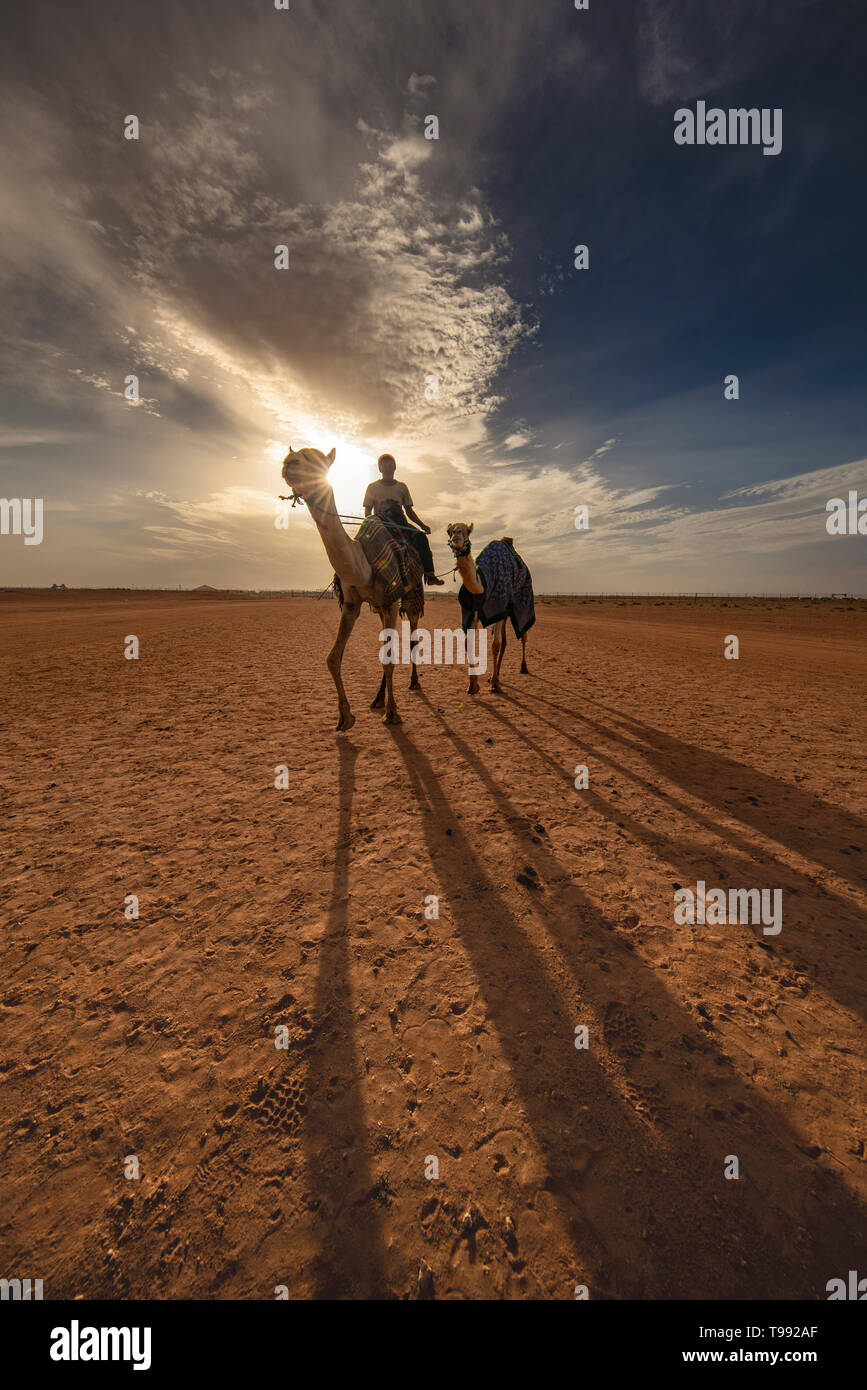 Sunset View mit Kamelen nach Das große Rennen, Saudi-Arabien Stockfoto