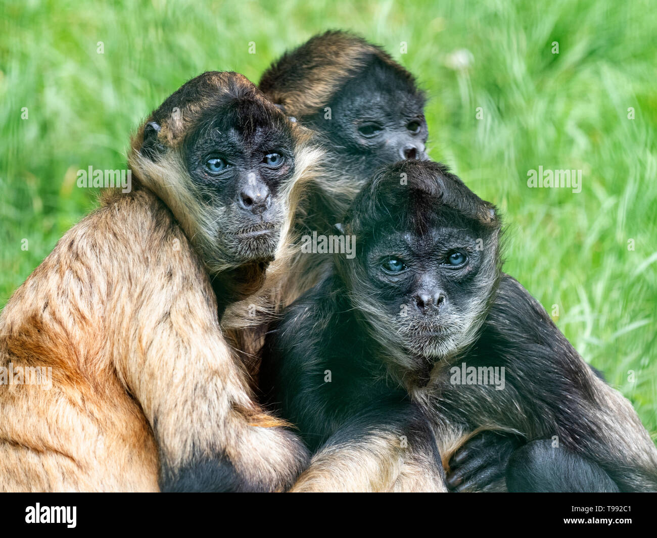 Schwarz - übergeben Spider monkey Ateles geoffroyi CAPTIVE Stockfoto
