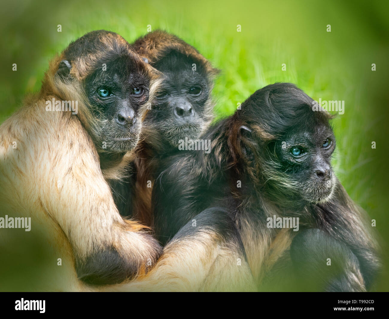 Schwarz - übergeben Spider monkey Ateles geoffroyi CAPTIVE Stockfoto