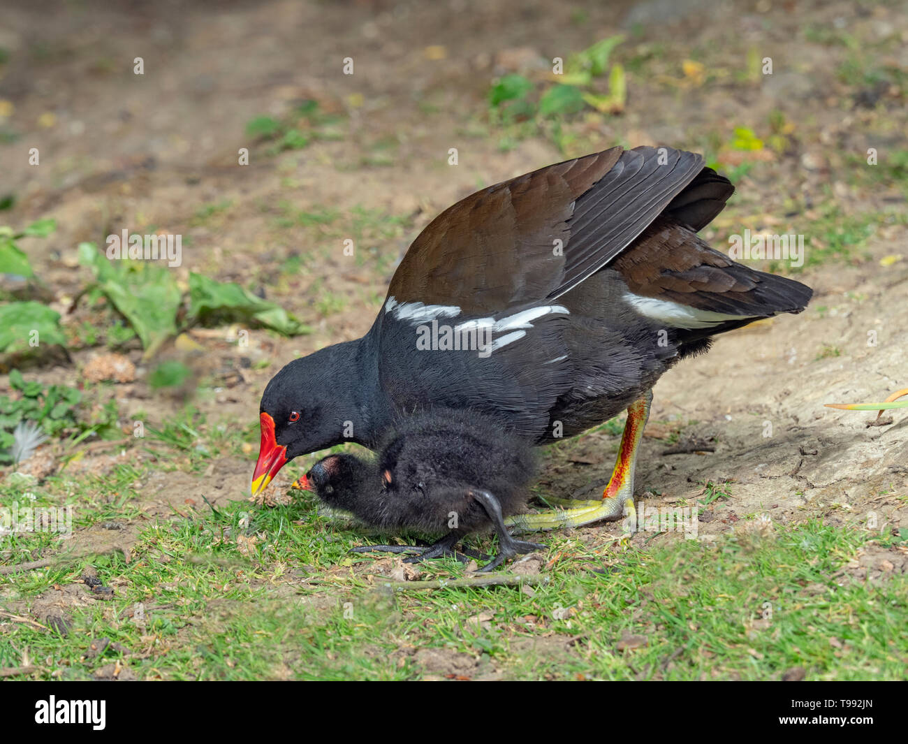 Sumpfhuhn Gallinula chloropus Fütterung kleine Küken Stockfoto