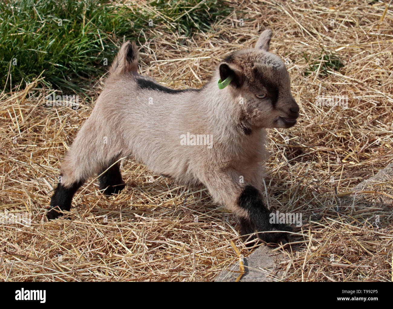 Pygmy Goat Kid Stockfoto