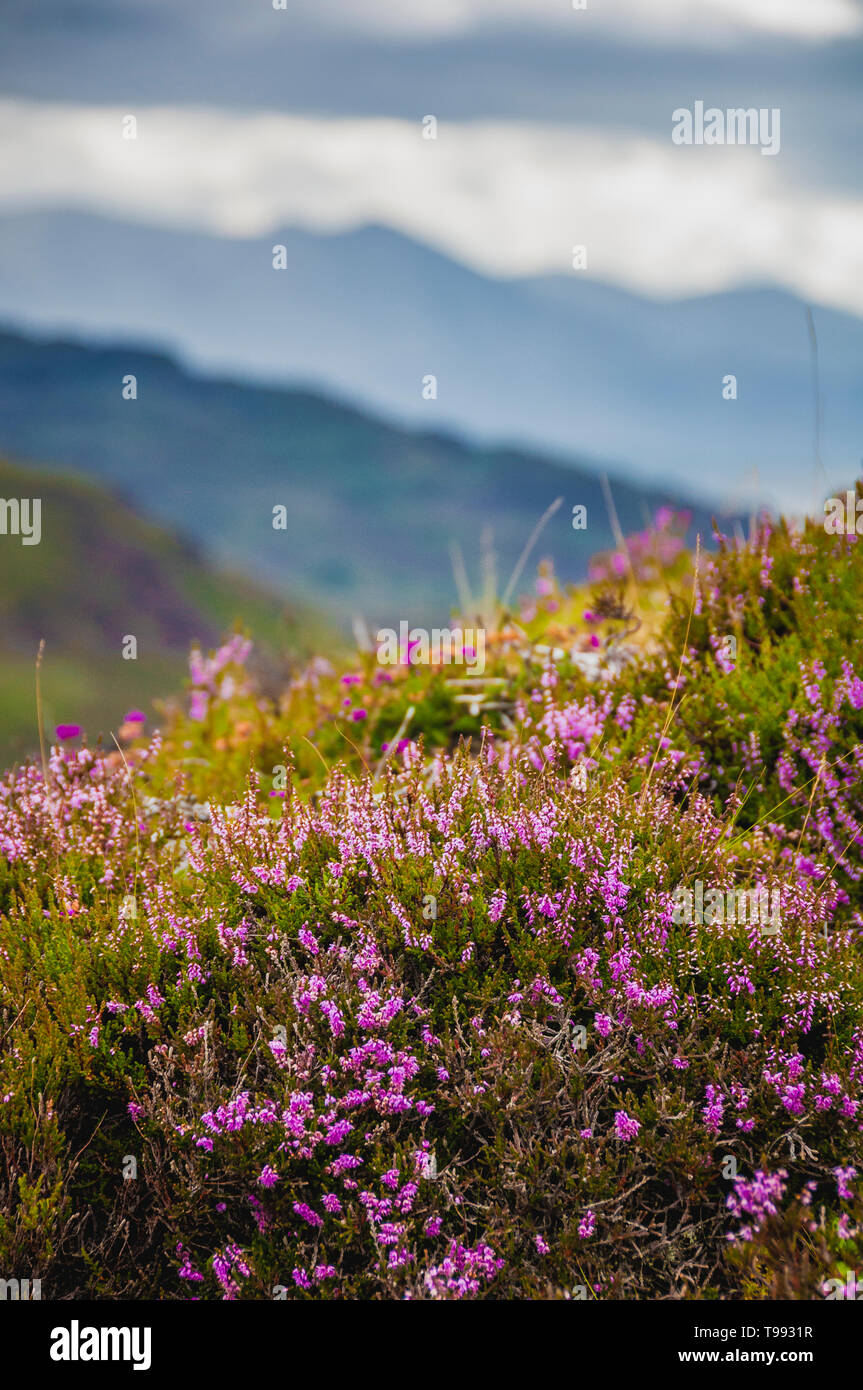 Heather, Highlands, Schottland Stockfoto