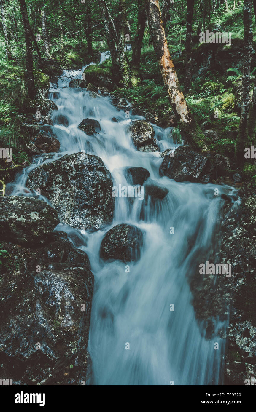 Bach im Wald auf dem Weg zur Steall Falls, Glen Nevis, Highlands, Schottland Stockfoto