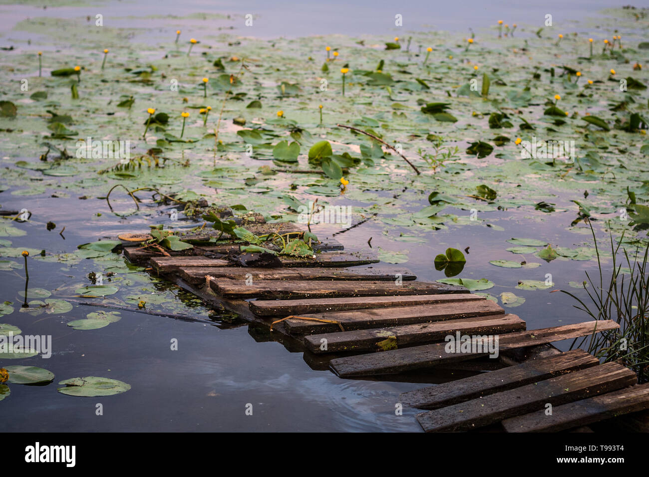 Hölzerne Seebrücke in langen Belichtung, geringer Sättigung Stockfoto