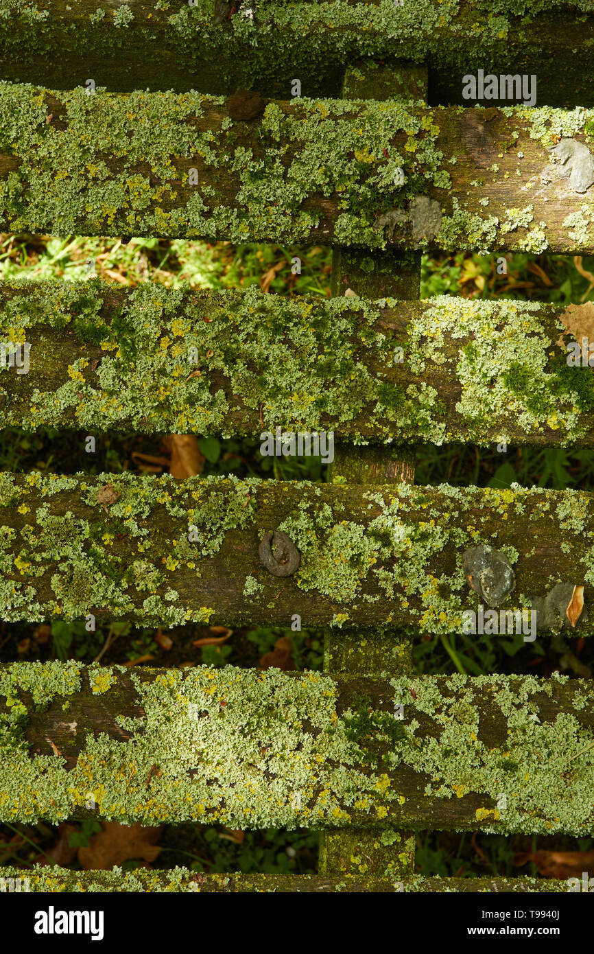 Zusammenfassung der geschlitzten Bank in Algen bedeckt, Stratford-on-Avon, England, Vereinigtes Königreich, Europa Stockfoto