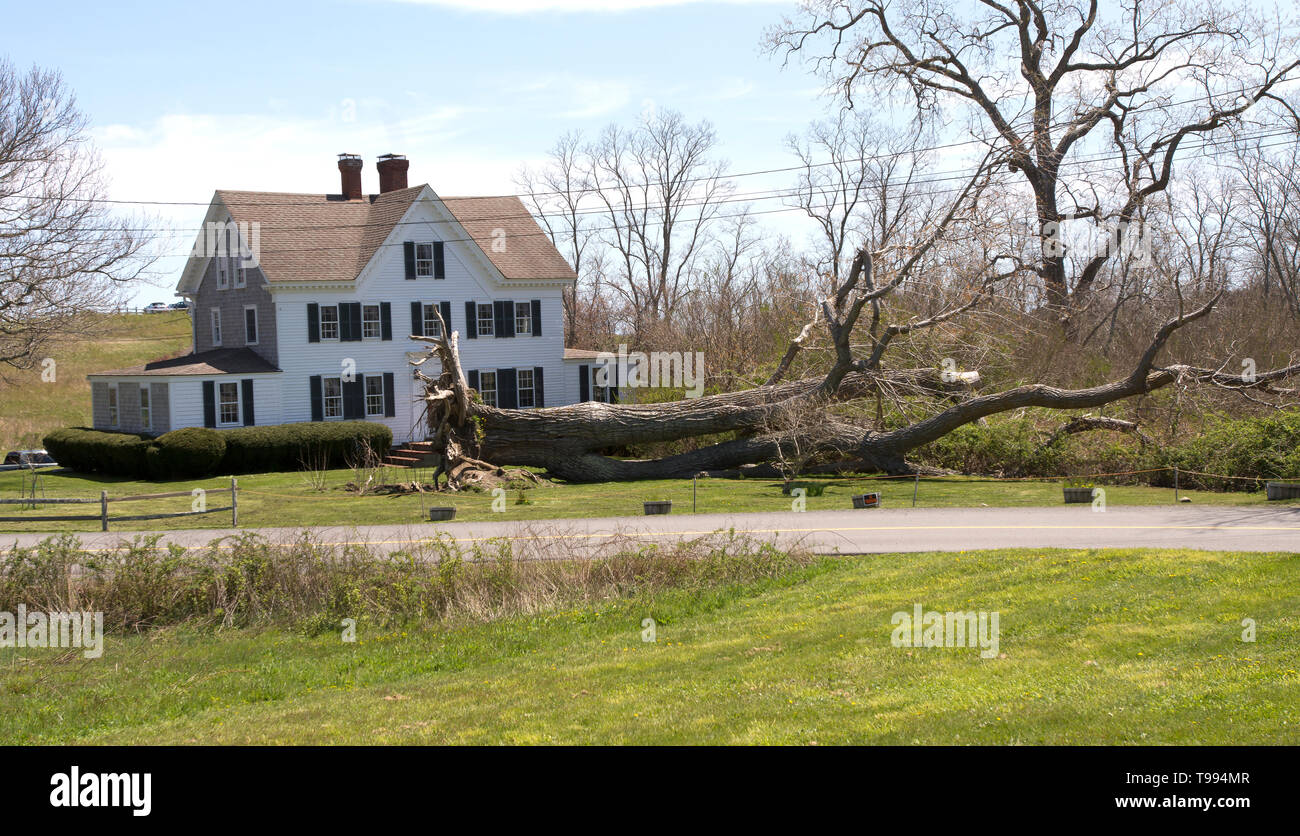 "Rasur". Einen umgestürzten Baum vor einem Eastham, Massachusetts home nach einem Wintersturm Stockfoto