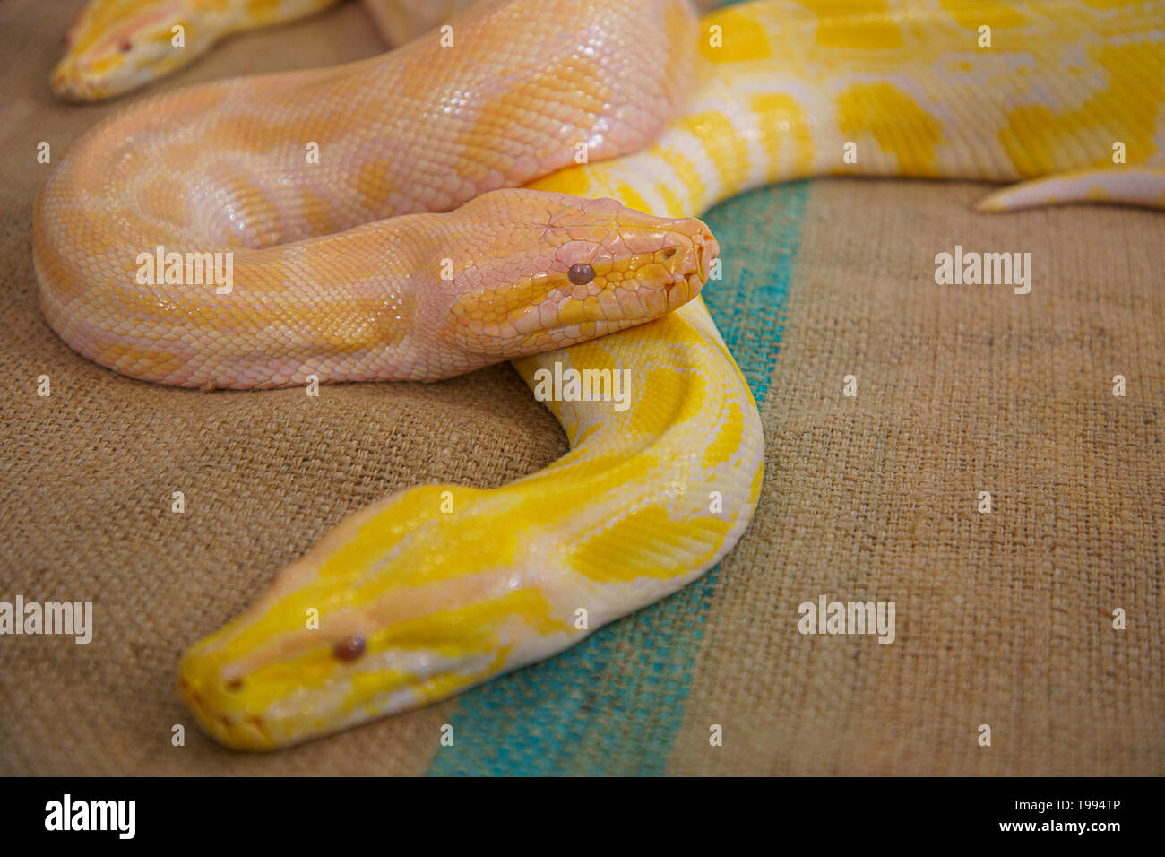 Grosse Schlange zwei goldene Python closeup Stockfoto