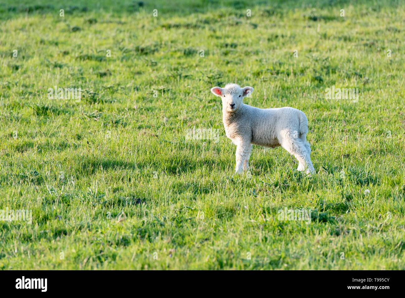 Ein Lamm in einem Feld auf einem Bauernhof in Yorkshire, Großbritannien Stockfoto
